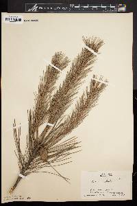 Pinus sylvestris image