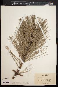 Pinus rigida image