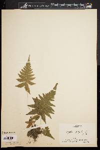 Dryopteris phegopteris image