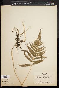 Dryopteris phegopteris image