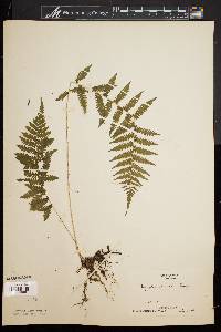 Dryopteris simulata image