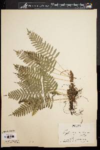 Polypodium vulgare var. virginianum image