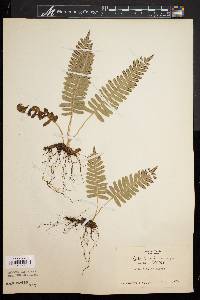 Polypodium vulgare var. virginianum image