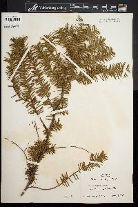 Taxus canadensis image