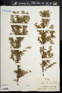 Taxus canadensis image