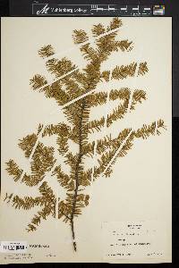 Taxus canadensis image