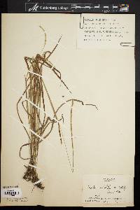 Paspalum setaceum var. muhlenbergii image