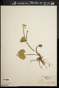 Caltha palustris image