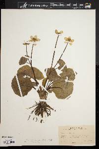 Caltha palustris image