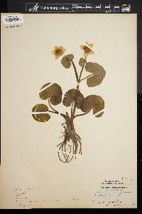 Caltha palustris image