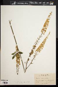 Actaea racemosa image