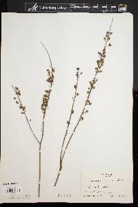 Actaea racemosa image