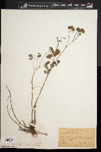 Thalictrum dioicum image