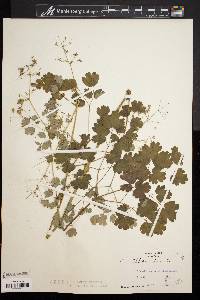 Thalictrum dioicum image