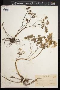 Thalictrum dioicum image