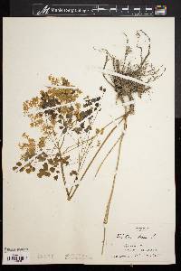 Thalictrum dioicum image