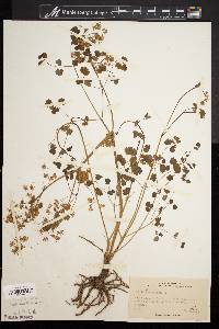 Thalictrum dioicum image