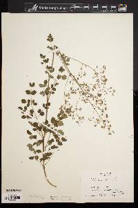 Thalictrum minus image