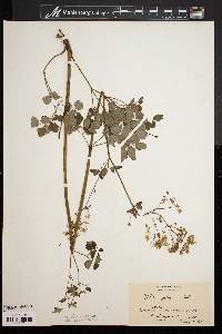 Thalictrum polygamum image