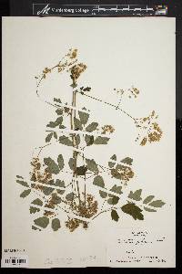 Thalictrum polygamum image