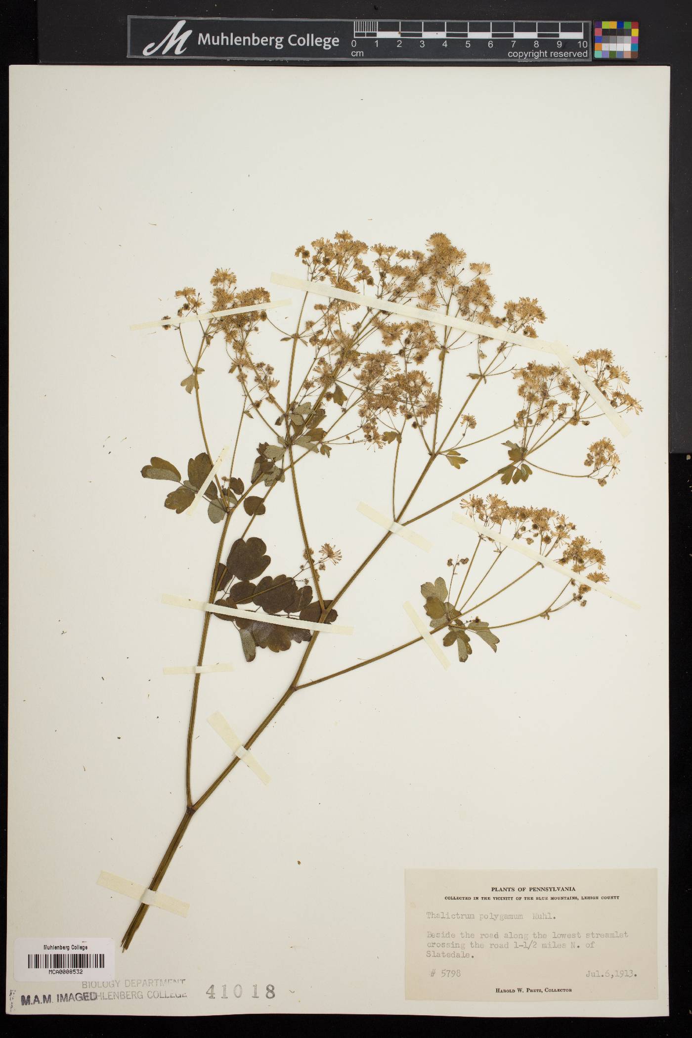 Thalictrum polygamum image
