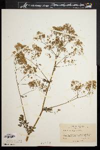 Thalictrum polygamum image