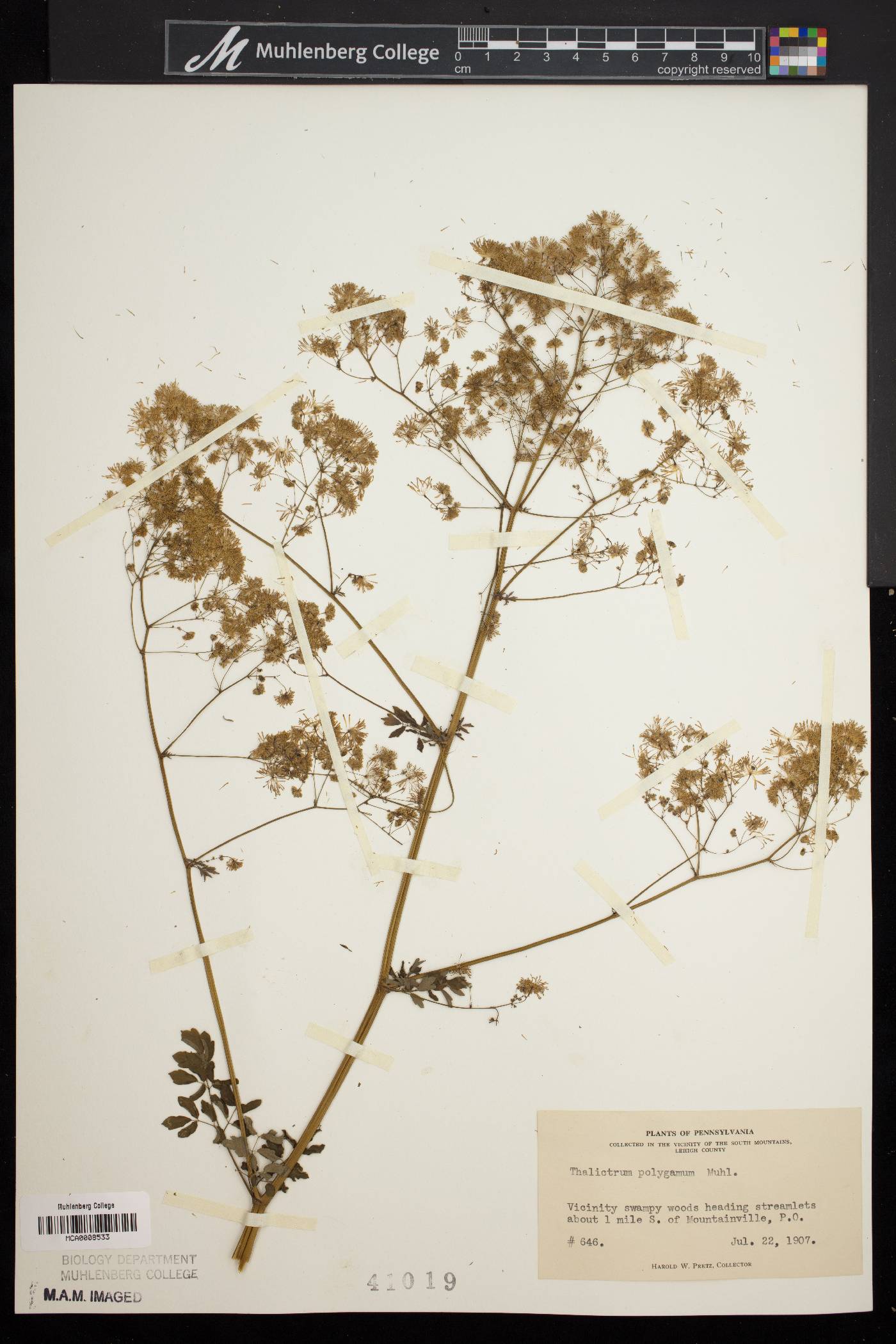 Thalictrum polygamum image