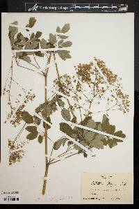 Thalictrum polygamum image