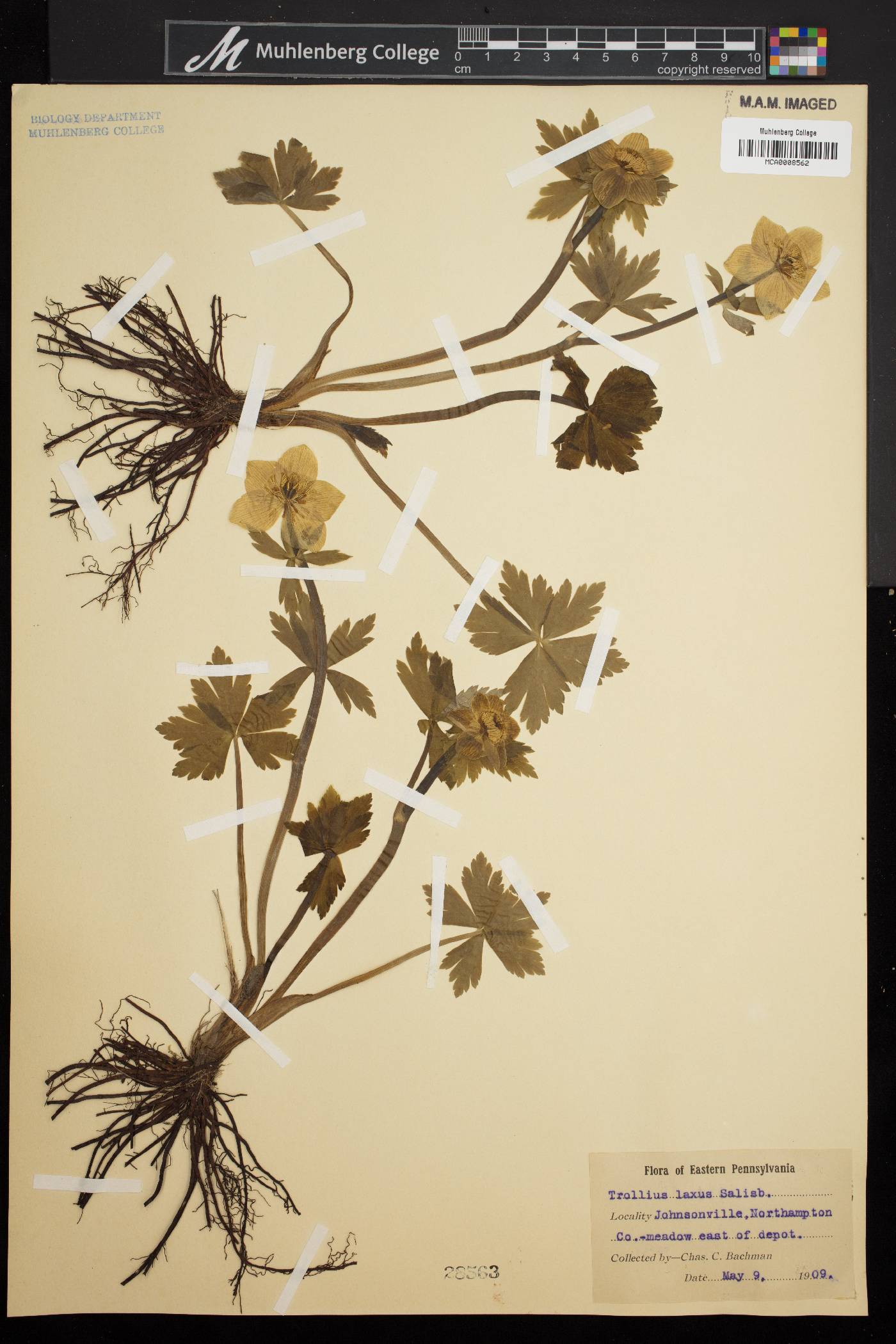 Trollius laxus image