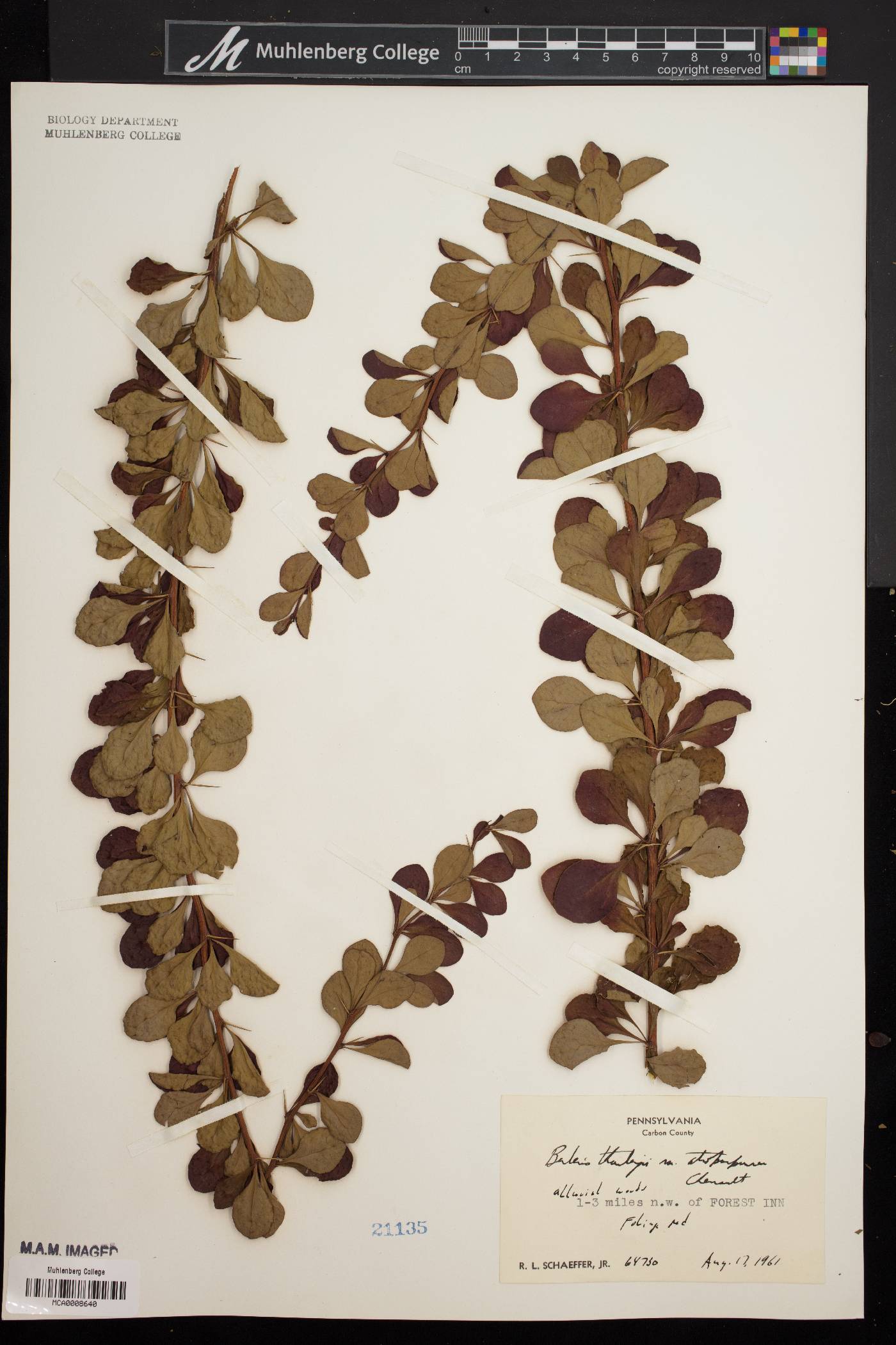 Berberis thunbergii var. atropurpurea image