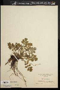 Chelidonium majus image