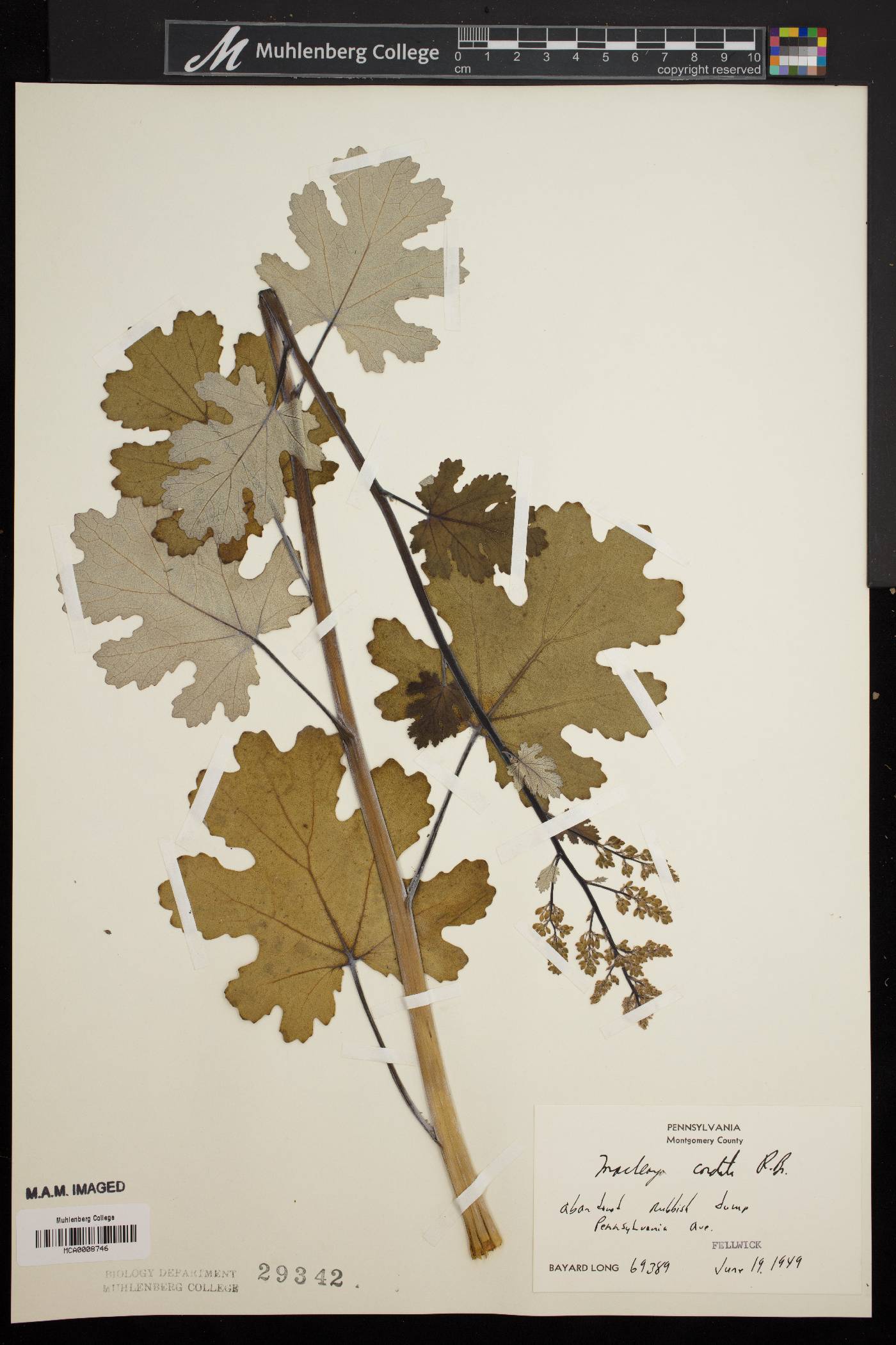 Macleaya cordata image