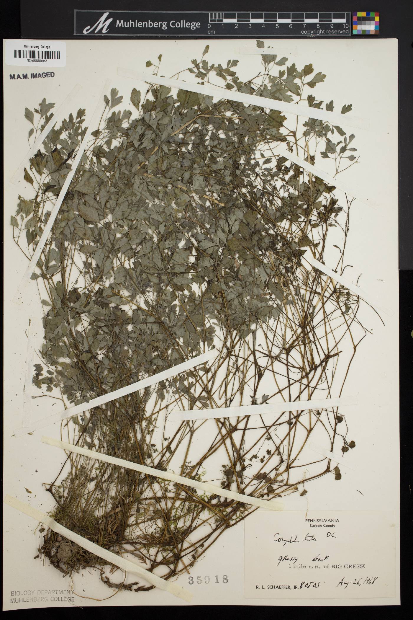 Pseudofumaria lutea image