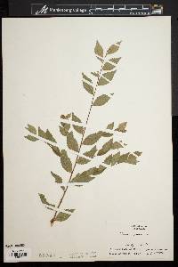 Ulmus pumila image