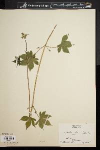 Humulus japonicus image