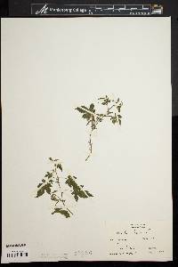 Humulus japonicus image