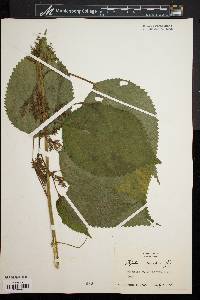 Laportea canadensis image