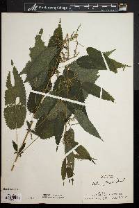 Urtica gracilis image