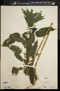 Urtica gracilis image