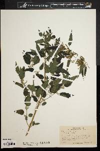 Urtica gracilis image