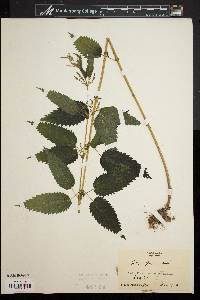 Urtica gracilis image