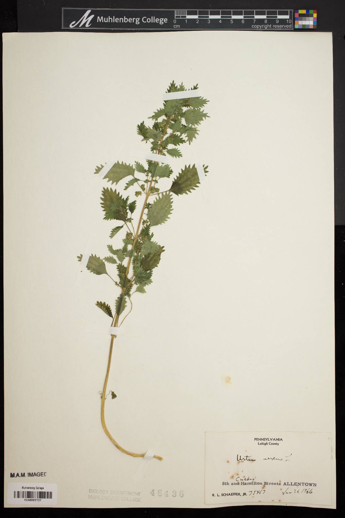 Urtica urens image