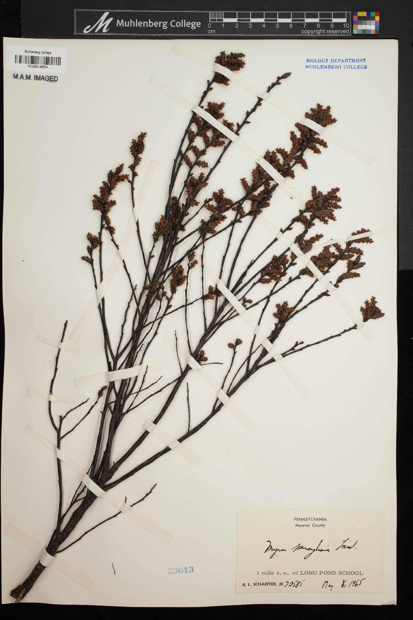 Myrica caroliniensis image