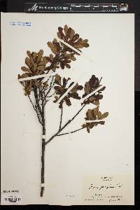 Myrica caroliniensis image