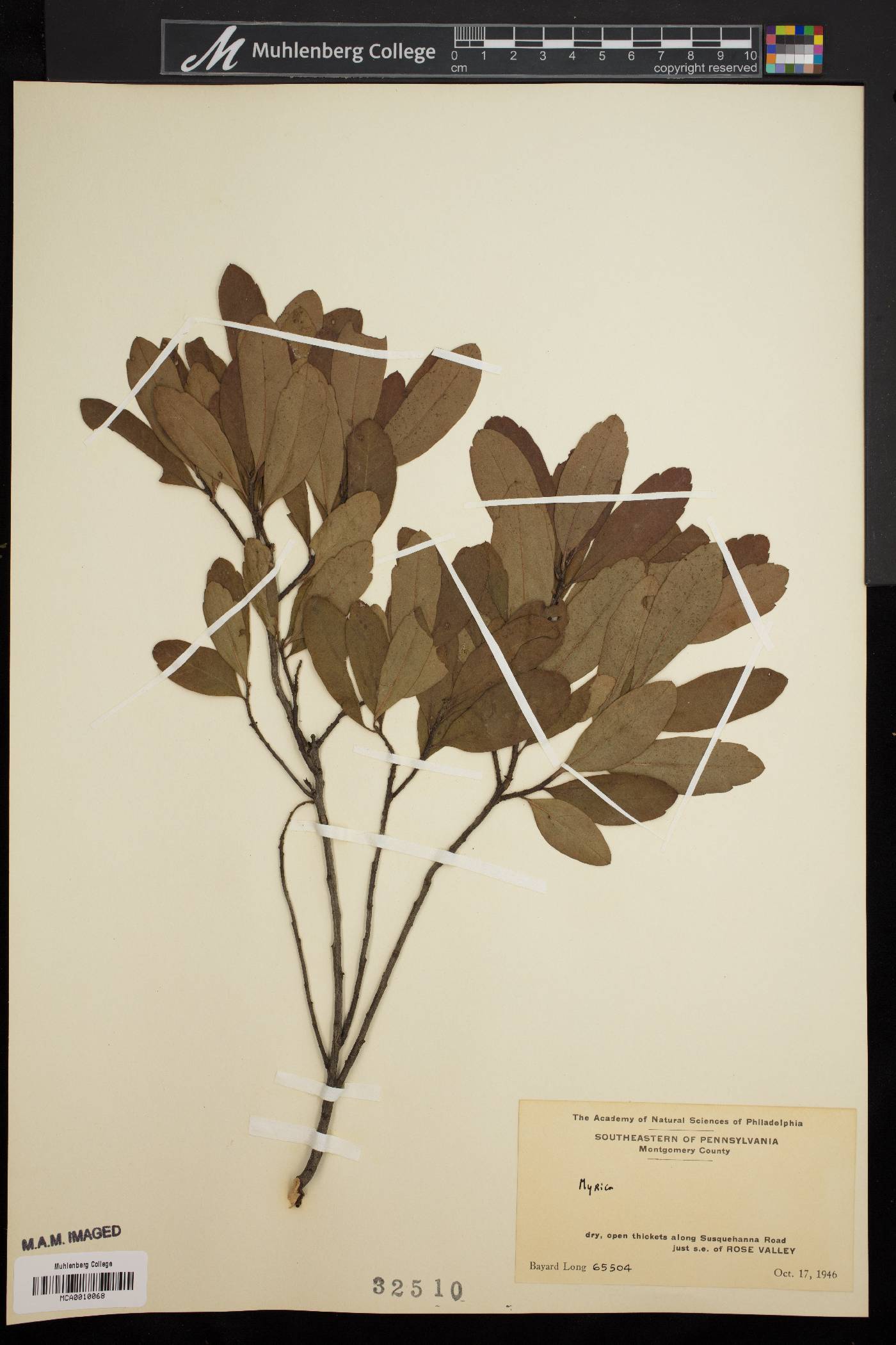 Myrica caroliniensis image