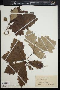 Quercus bicolor image