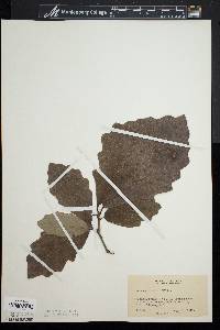 Quercus bicolor image