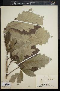 Quercus bicolor image