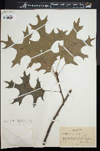 Quercus coccinea image