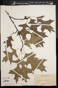Quercus palustris image